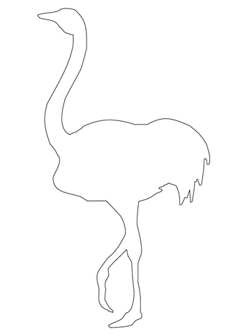 Ostrich Outline  Coloring Page